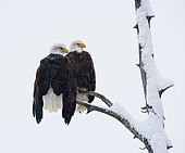 Two bald eagles (Haliaeetus leucocephalus) are sitting on a tree