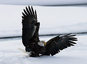 Bald eagle (Haliaeetus leucocephalus) on the snow. USA. Alaska.