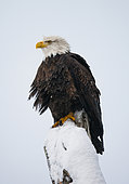 Bald eagle (Haliaeetus leucocephalus) is sitting in a tree. USA.