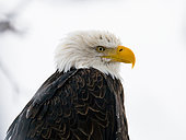 Portrait of a bald eagle (Haliaeetus leucocephalus). USA. Alaska