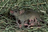 House Mice (Mus musculus), female nursing youngs, Germany, side, Europe