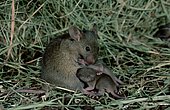 House Mice (Mus musculus), female nursing youngs, Germany, Europe