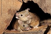 Two House mice (Mus musculus), adult, looking out of woodpile, watchful, curious, interested, cute, Germany, Europe