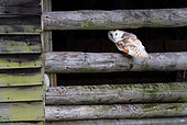 Barn owl (Tyto alba) perched on a barn door, England