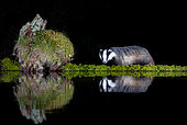 Badger (Meles meles) standing by water at night, England