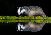 Badger (Meles meles) standing by water at night, Scotland