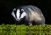Badger (Meles meles) standing by water at night, Scotland