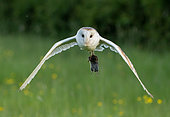 Barn owl (Tyto alba) flying with a prey in his talon, England