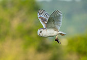 Barn owl (Tyto alba) flying with a prey in his talon, England