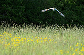 Barn owl (Tyto alba) flying over a meadow, England