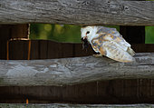 Barn owl (Tyto alba) perhed on a barn door with a prey, England