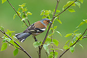 Chaffinch (Fringilla coelebs) male perched on a branch, England