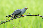 Common Cuckoo (Cuculus canorus) perched on a bramble, England
