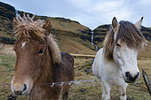 Icenadic horses near Vik, Iceland.