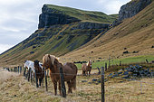 Icenadic horses near Vik, Iceland.