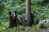 European brown bear (Ursus arctos) and cubs, Notranjska forest, Slovenia.