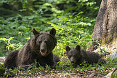 European brown bear (Ursus arctos) and cubs, Notranjska forest, Slovenia.