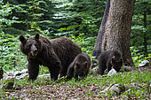 European brown bear (Ursus arctos) and cubs, Notranjska forest, Slovenia.