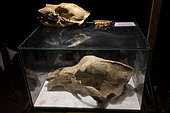 Skull of a cave bear and of a European brown bear (Ursus arctos), Krizna Jama Cave, Cross Cave, Grahovo, Slovenia.