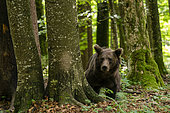 European brown bear (Ursus arctos), Notranjska forest, Slovenia.