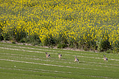 European hare (Lepus europaeus) group at breeding time, in the fields in spring, Pas de Calais, France