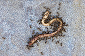 Garden ants (Lasius niger) attacking an earthworm, spring, Pas de Calais, France