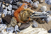 Gannet (Morus bassanis) strangled to death by a fishing net, spring, Pas de Calais, France