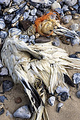 Gannet (Morus bassanis) strangled to death by a fishing net, spring, Pas de Calais, France
