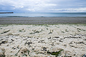 Deposits of rotting algae in summer, Binic, Côtes d'Armor, France