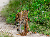 Leopard (Panthera pardus kotiya) with prey. Very rare shot. Sri Lanka. Yala National Park