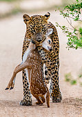 Leopard (Panthera pardus kotiya) with prey. Very rare shot. Sri Lanka. Yala National Park