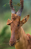 Portrait of Hartebeest (Alcelaphus buselaphus) close up. East Africa. Uganda.