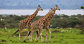 Giraffes (Giraffa camelopardalis rothschildi) are walking against the background of the Nile River. Africa. Uganda. Murchinson Falls National Park.
