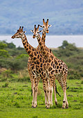 Giraffes (Giraffa camelopardalis rothschildi) are standing against the background of the Nile River. Africa. Uganda. Murchinson Falls National Park