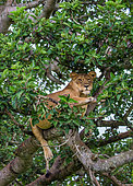 Lioness (Panthera leo) is hiding in the leafs of a large tree. Uganda. East Africa.