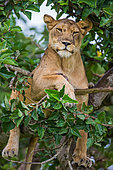 Lioness (Panthera leo) is hiding in the leafs of a large tree. Uganda. East Africa.