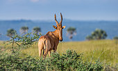Hartebeest (Alcelaphus buselaphus) is standing in the savannah against a picturesque background. East Africa. Uganda.