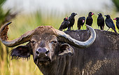 Portrait of a buffalo (Syncerus caffer) with birds on his back in the savannah. Close-up. Africa. Uganda.