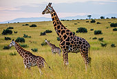 Group of giraffes (Giraffa camelopardalis rothschildi) in the savannah. Africa. Uganda. Murchinson Falls National Park.