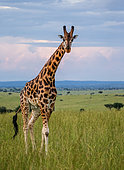 Giraffe (Giraffa camelopardalis rothschildi) in the savannah against the background of a dramatic sky. Africa. Uganda. Murchinson Falls National Park.