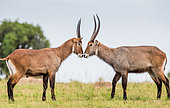 Two Waterbucks (Kobus ellipsiprymnus) are standing opposite each other in the savannah. East Africa. Uganda.