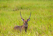 Waterbuck (Kobus ellipsiprymnus) with long horns is lying in on the grass in the savannah. East Africa. Uganda.