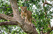 Lioness (Panthera leo) on a big tree. Close-up. Uganda. East Africa.