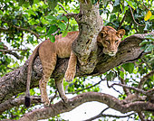 Lionesses (Panthera leo) lying on a big tree. Close-up. Uganda. East Africa.