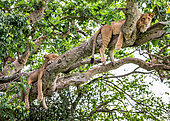 Two lionesses (Panthera leo) are lying on a big tree. Close-up. Uganda. East Africa.