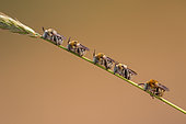 Amegilla bees (Amegilla sp), males at the "dormitory", Oukaimedem, High Atlas, Morocco.