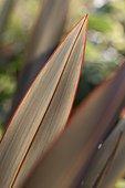 New Zealand flax (Phormium tenax) leaf detail