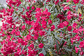 Oleander (Nerium oleander) red, Vaucluse, France