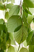 Leaves of a Weeping beech tree (Fagus sylvatica 'Pendula') in spring, Gard, France