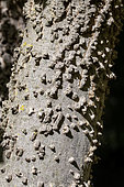 Ridges on the bark of a Common hackberry (Celtis occidentalis)